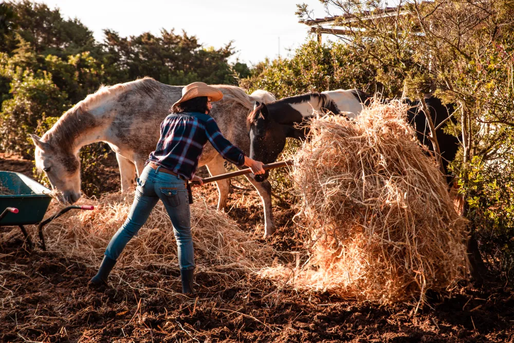 Feeding the horses at Carolina Ranch, Sant'Antioco